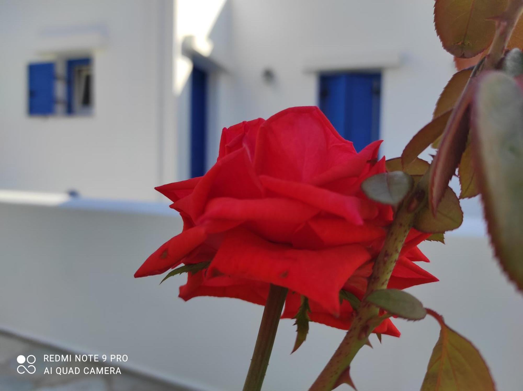 Studios Αγκυρα Livadi  Номер фото